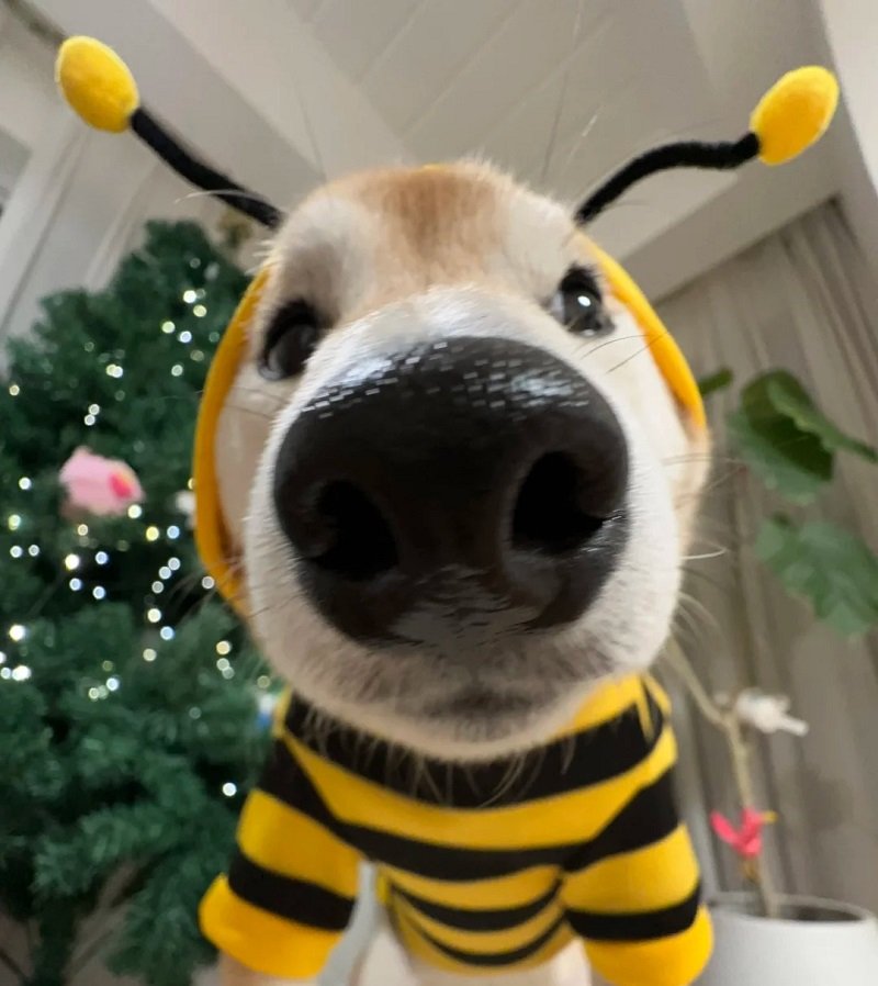 ảnh avatar chó cute 1