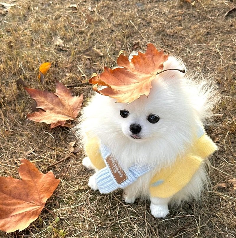 ảnh avatar chó cute 10