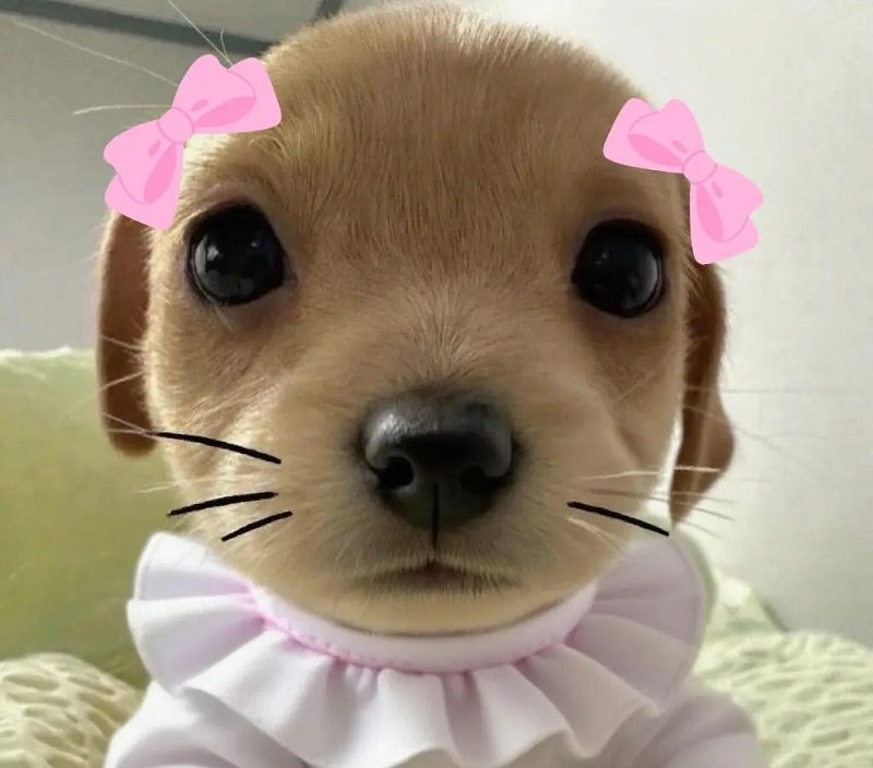 ảnh avatar chó cute 11