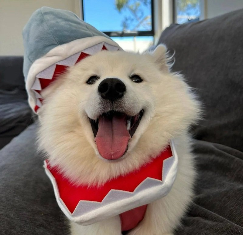 ảnh avatar chó cute 12