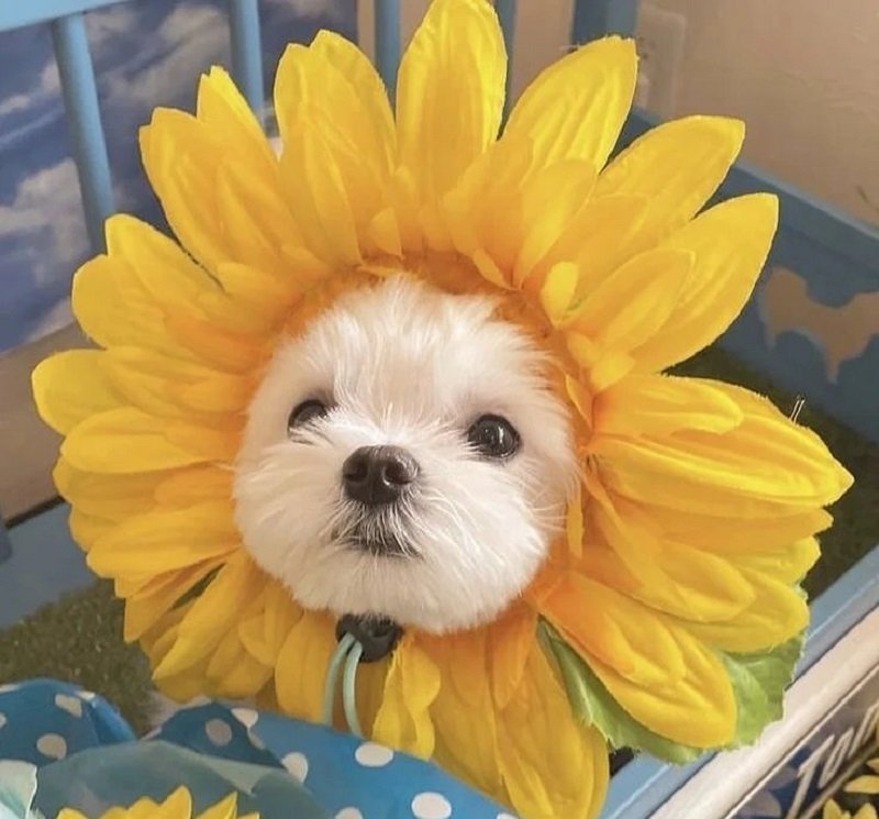 ảnh avatar chó cute 2