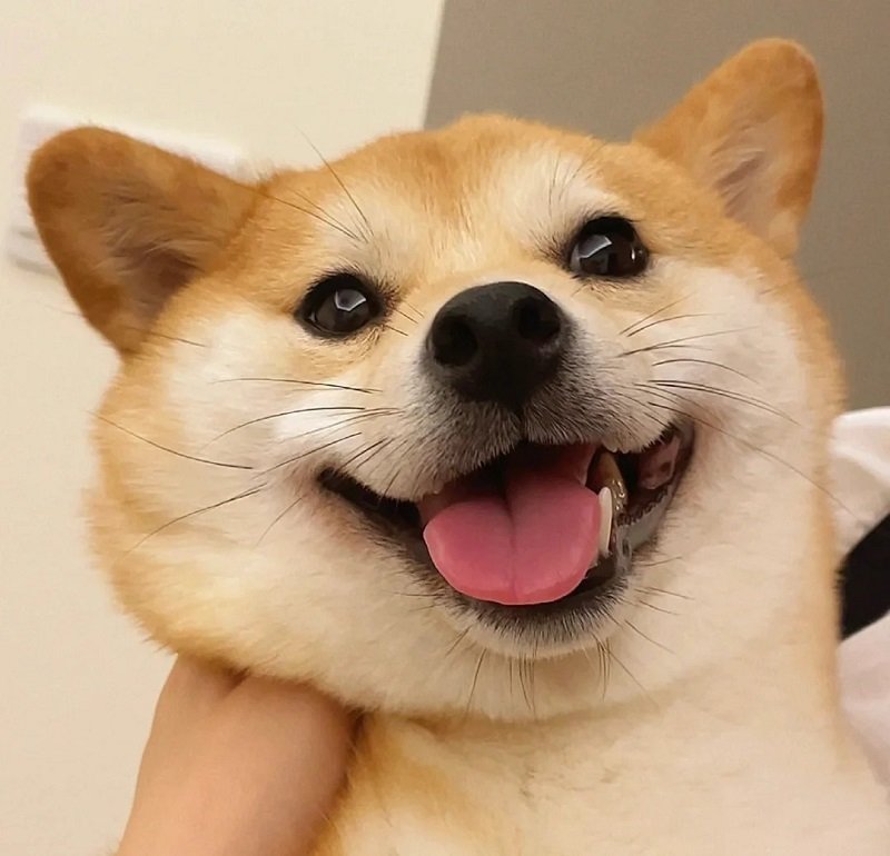 ảnh avatar chó cute 8