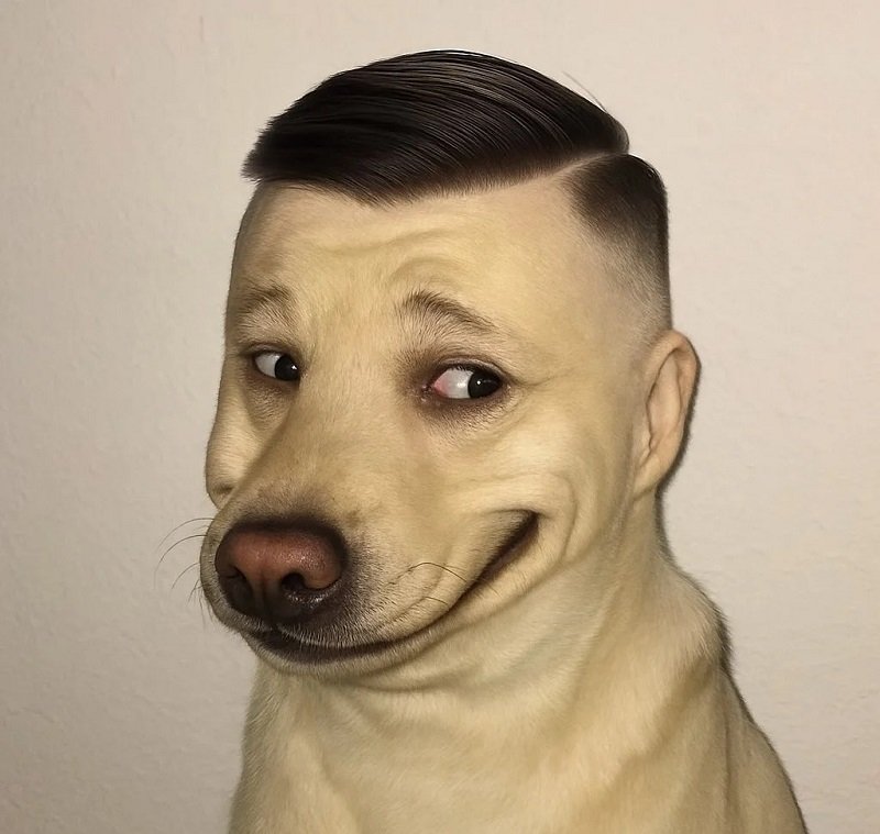 ảnh avatar chó cute 9