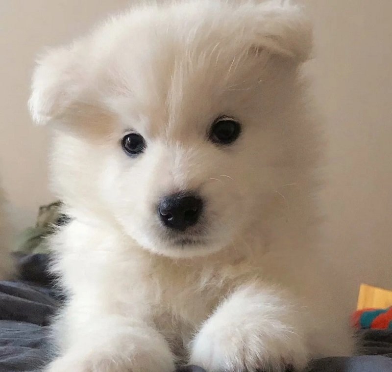 ảnh avatar chó vô tri 1