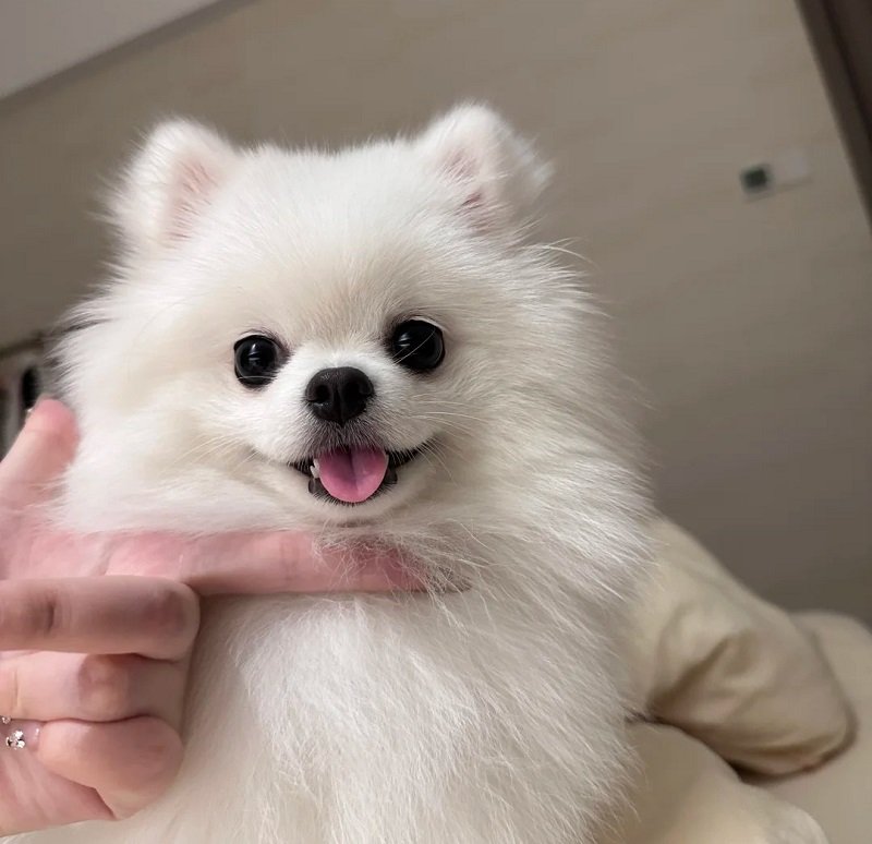 ảnh avatar chó vô tri 10