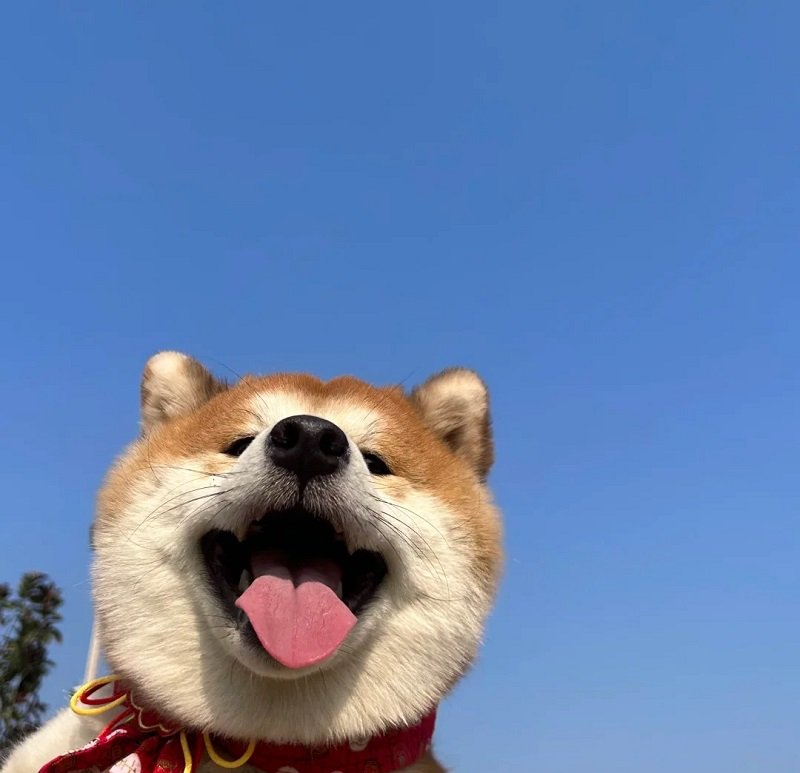 ảnh avatar chó vô tri 11