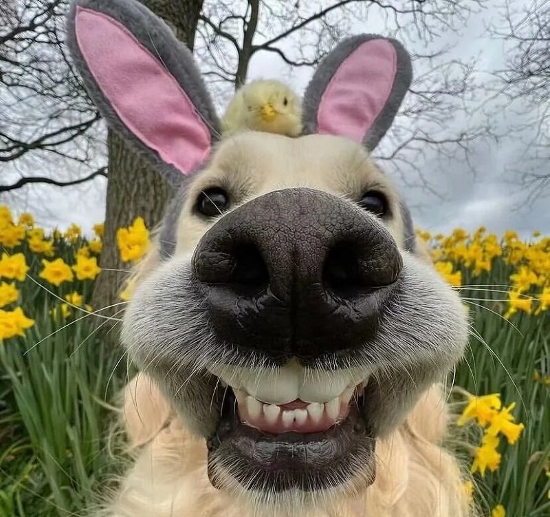 ảnh avatar chó vô tri 12