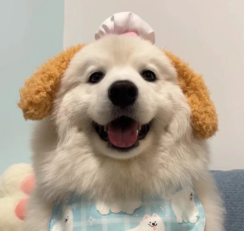 ảnh avatar chó vô tri 13