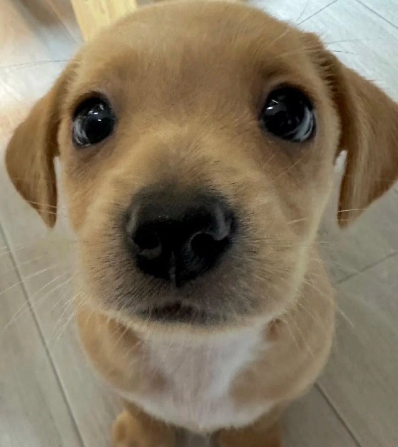 ảnh avatar chó vô tri 2