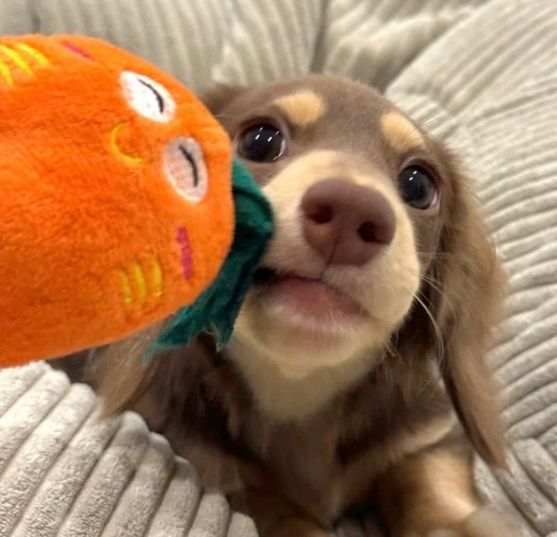 ảnh avatar chó vô tri 3