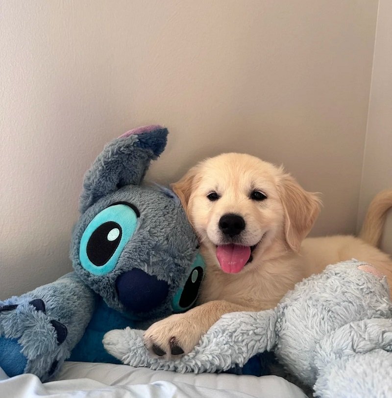 ảnh avatar chó vô tri 4