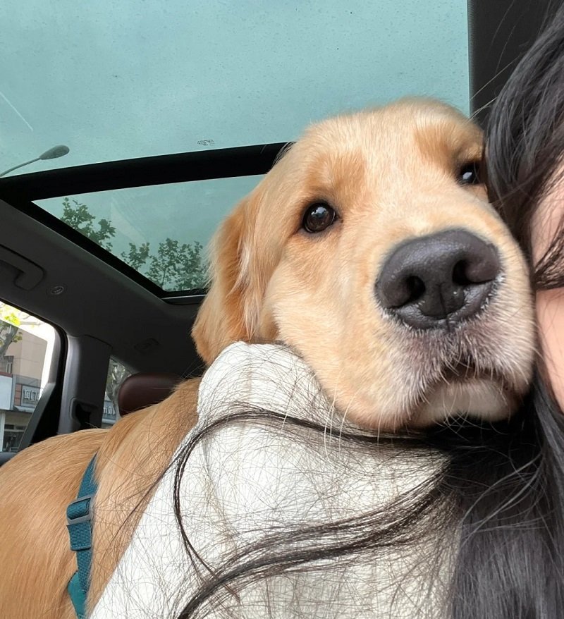 ảnh avatar chó vô tri 6