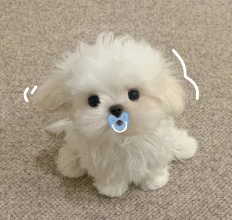 ảnh avatar chó vô tri 7