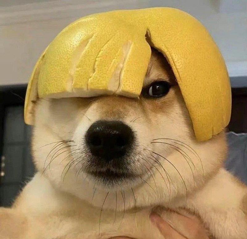 ảnh avatar chó vô tri 9