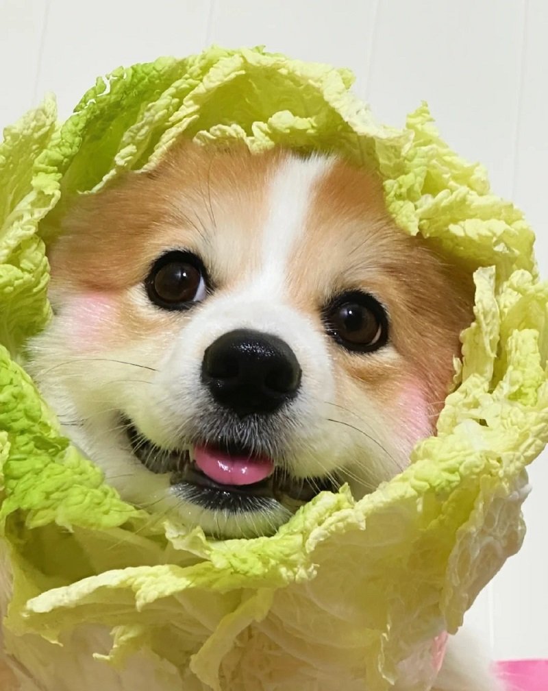 ảnh avatar con chó 1