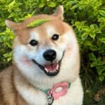 100+ ảnh avatar chó vô tri cực gắt siêu hài