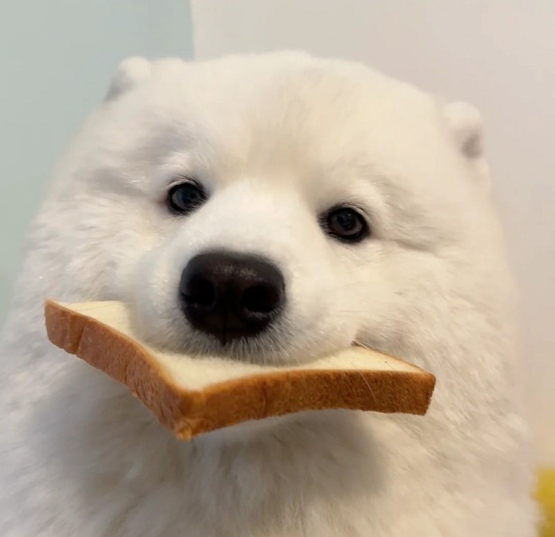 ảnh avatar con chó 11