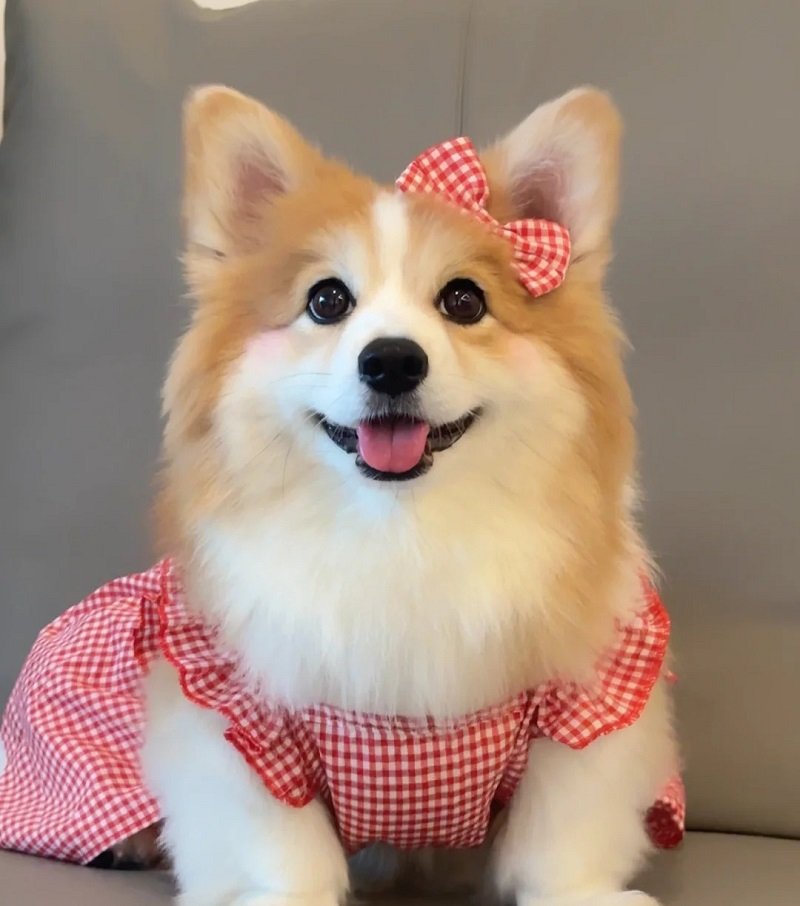 ảnh avatar con chó 12