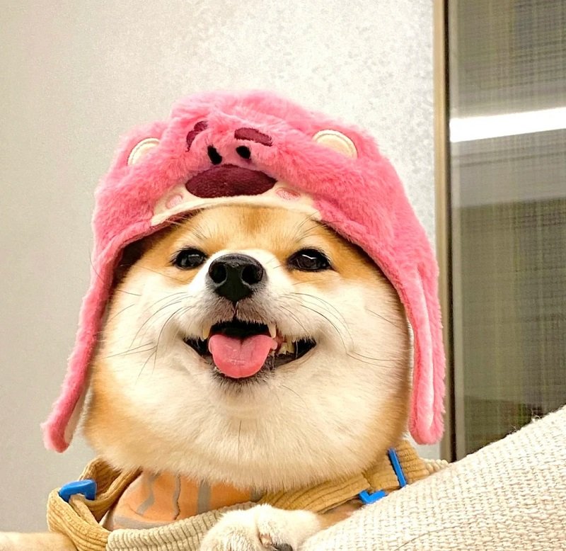 ảnh avatar con chó 2