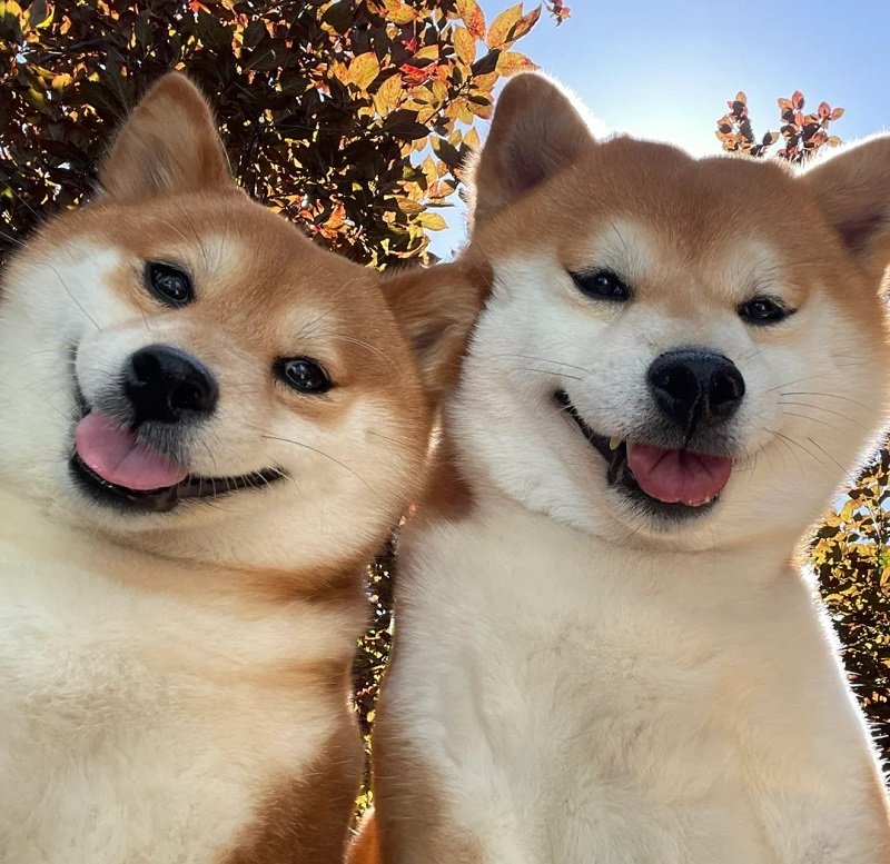 ảnh avatar con chó 3