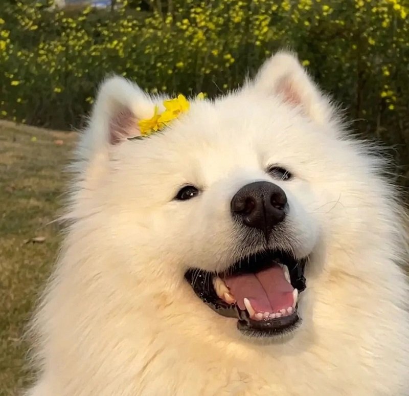 ảnh avatar con chó 4