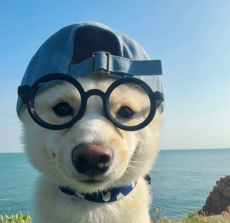 ảnh avatar con chó 5