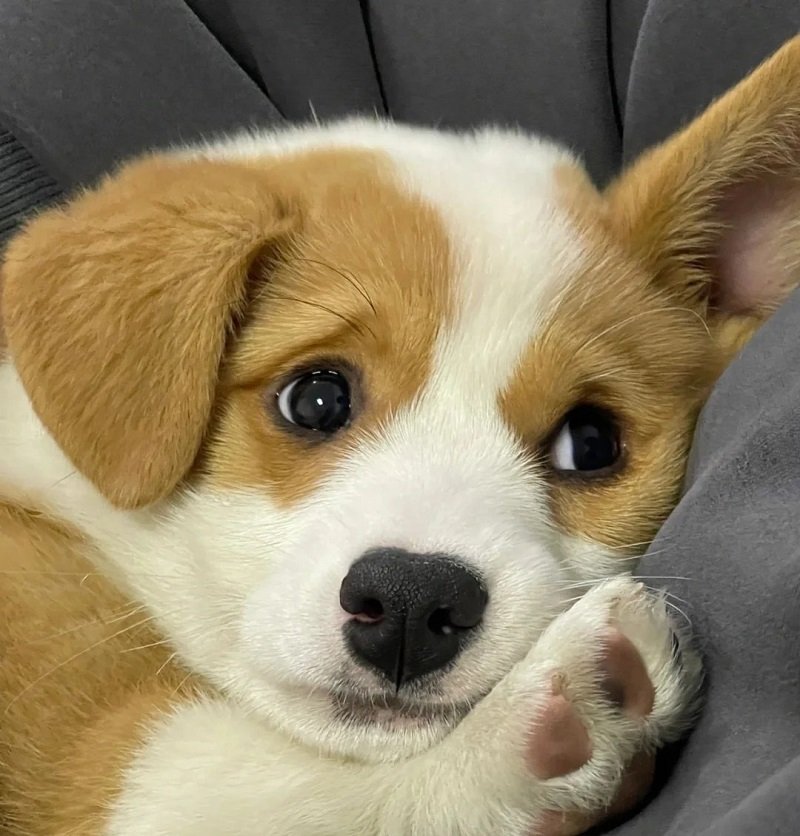 ảnh avatar con chó 6