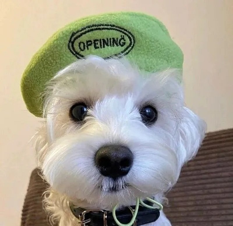 ảnh avatar con chó 7