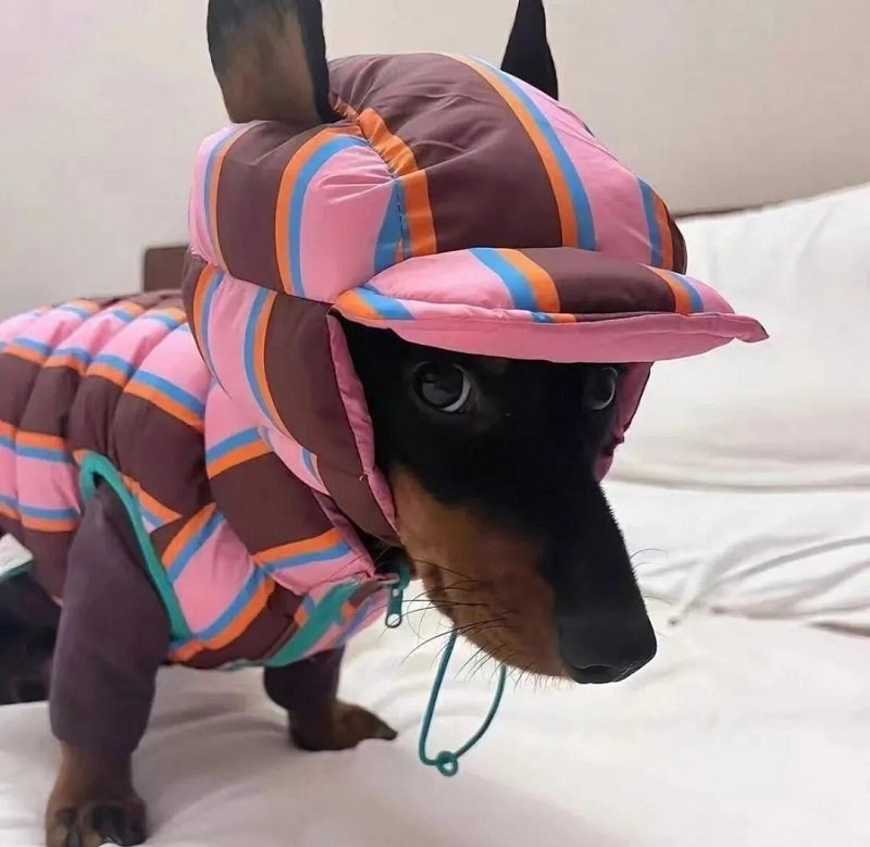 ảnh avatar con chó 8