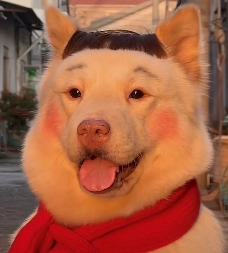 ảnh avatar con chó 9
