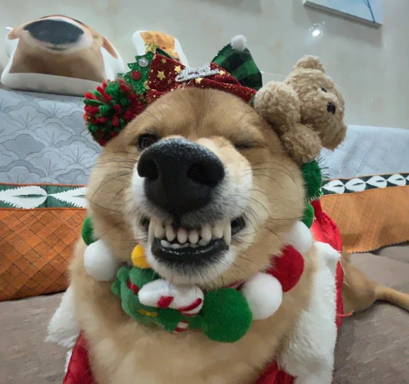 ảnh avatar giáng sinh 8