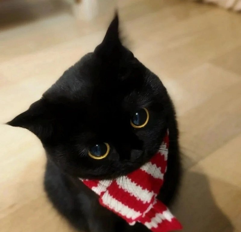 ảnh avatar mèo đen cute 2