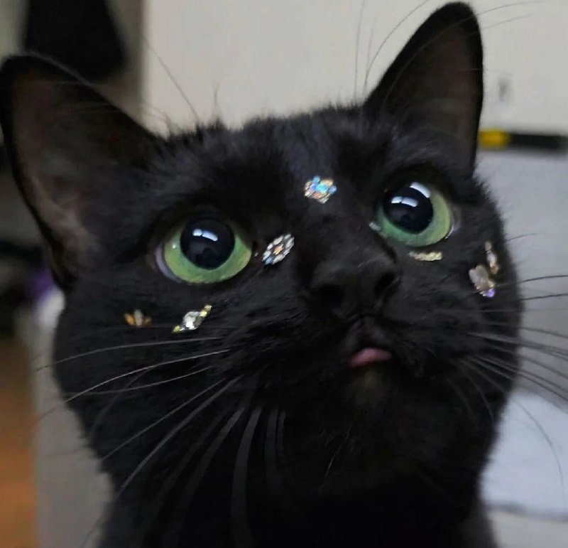 ảnh avatar mèo đen cute 3