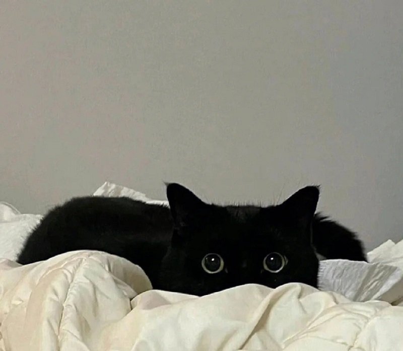 ảnh avatar mèo đen cute 4