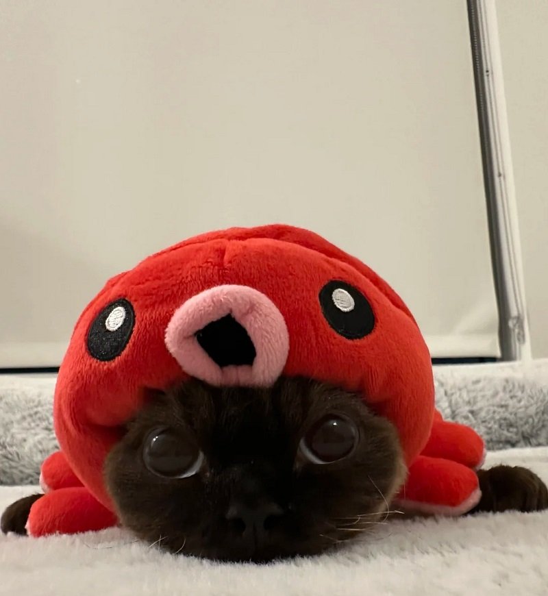 ảnh avatar mèo đen cute 6