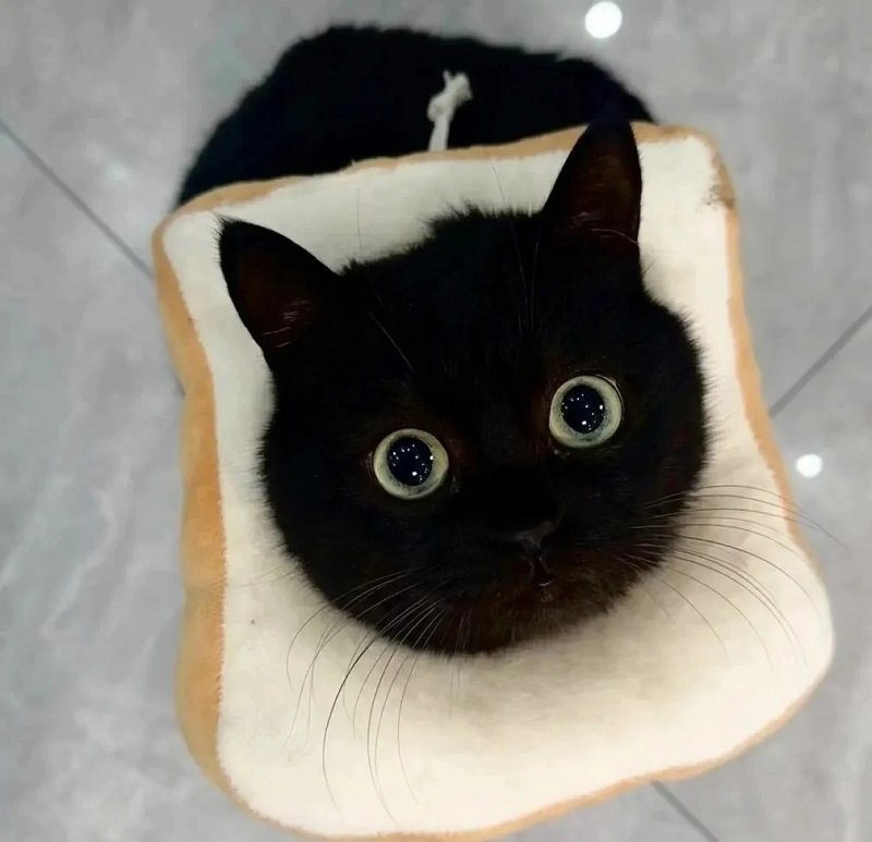 ảnh avatar mèo đen cute 9