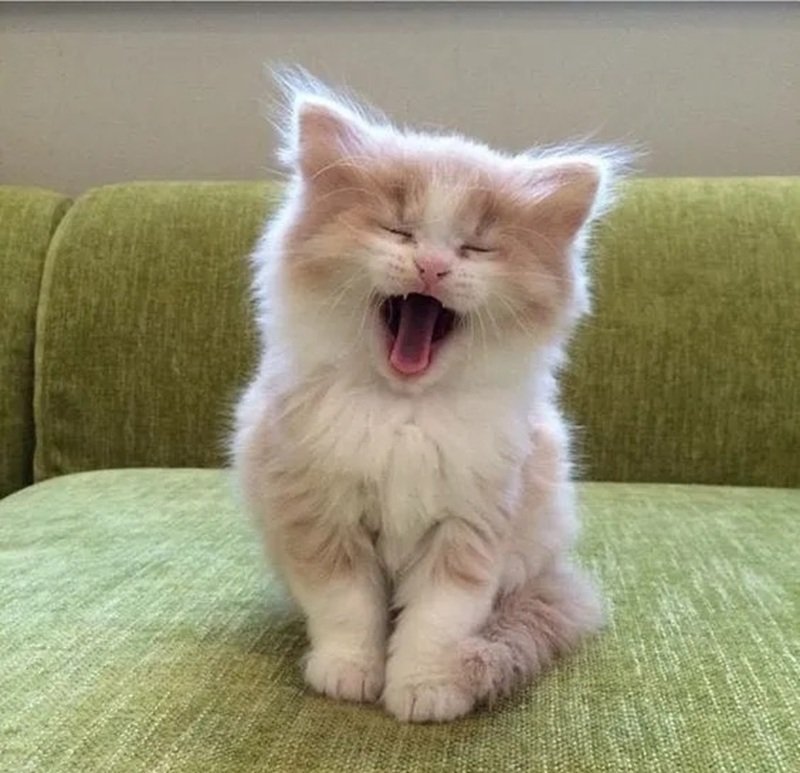 ảnh mèo meme 23