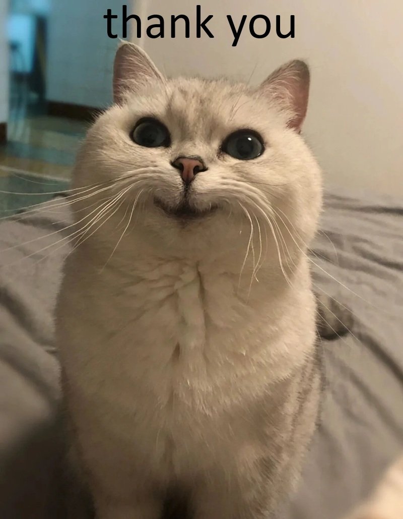 ảnh mèo meme cảm ơn