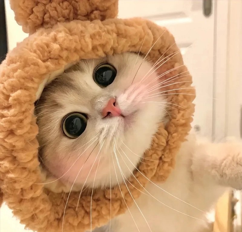 ảnh mèo vô tri cute 1