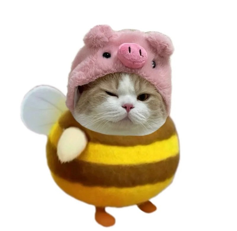 ảnh mèo vô tri cute 10