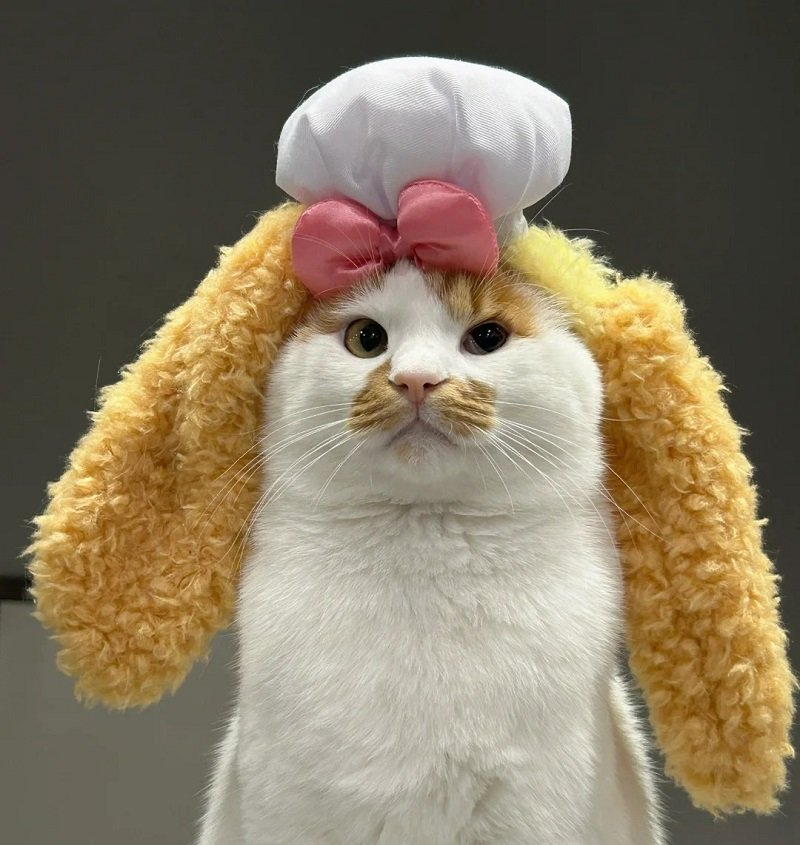 ảnh mèo vô tri cute 12