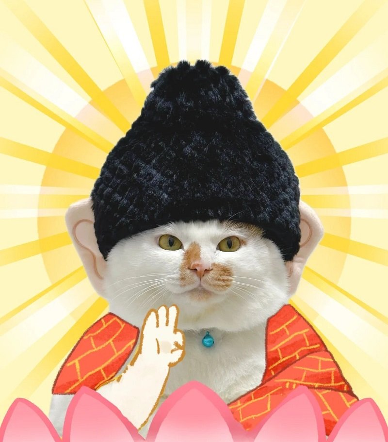 ảnh mèo vô tri cute 3