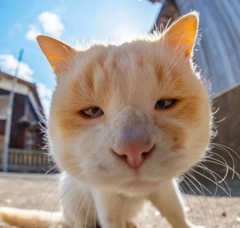 ảnh mèo vô tri cute 4