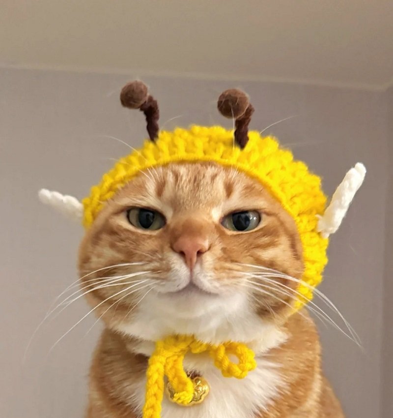 ảnh mèo vô tri cute 6