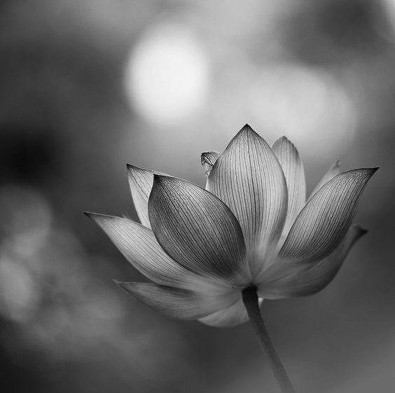 avatar chia buồn hoa sen trắng đám tang 10