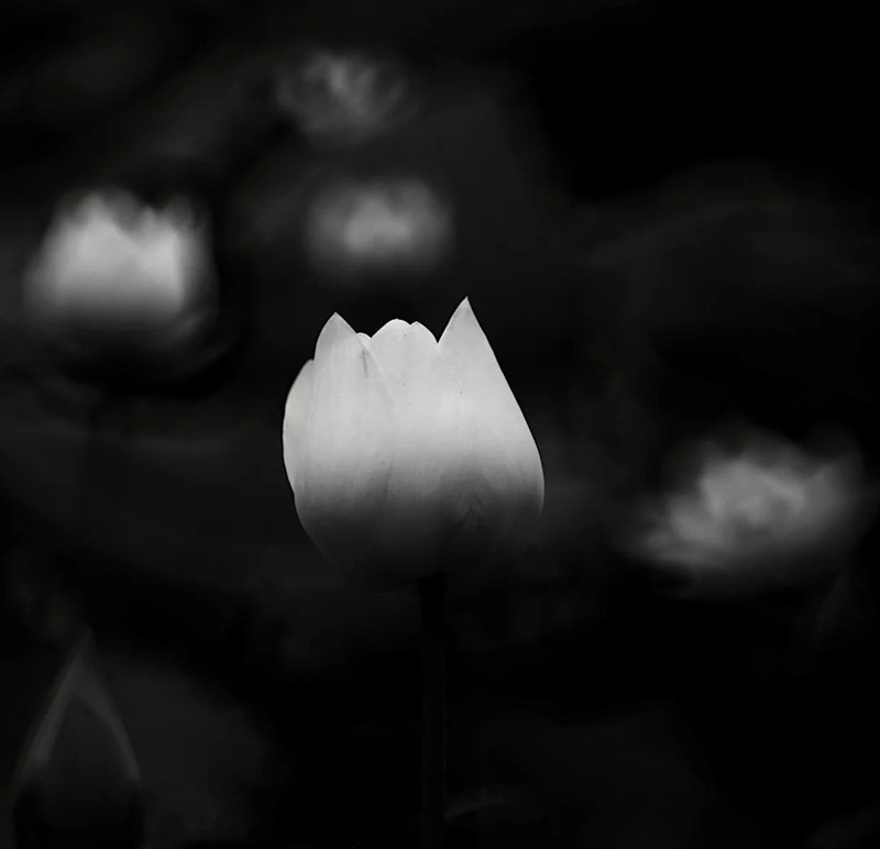 avatar chia buồn hoa sen trắng đám tang 13