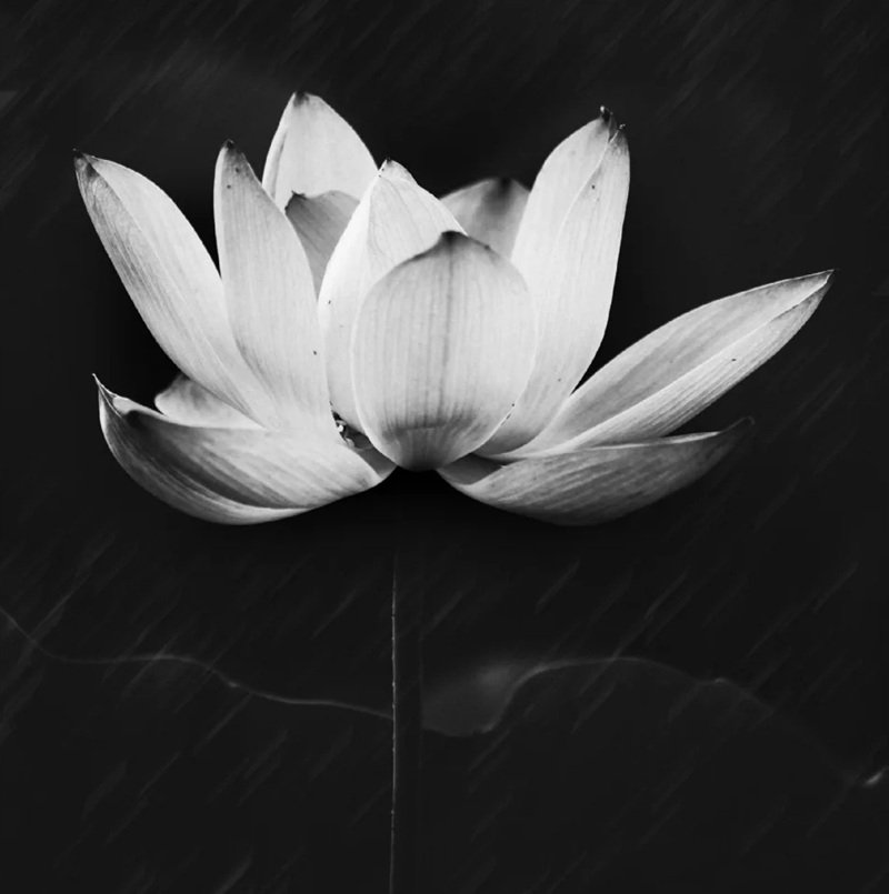 avatar chia buồn hoa sen trắng đám tang 14