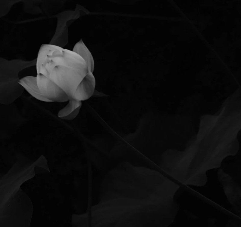 avatar chia buồn hoa sen trắng đám tang 16