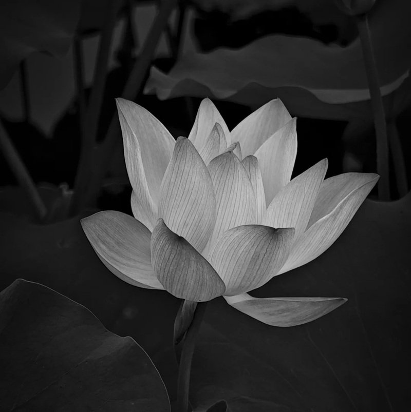 avatar chia buồn hoa sen trắng đám tang 3