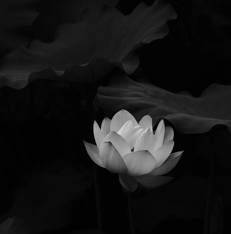 avatar chia buồn hoa sen trắng đám tang 4